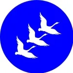 Chăn Nuôi Gia Cầm Vietswan
